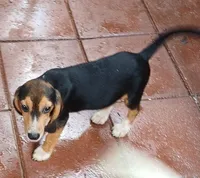 Sport, a male Beagle for sale in Willisville, AR – 2 of 8