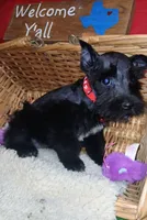 Akc Ebony , a female Miniature Schnauzer for sale in Willisville, AR – 1 of 4