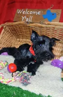 Akc Ebony , a female Miniature Schnauzer for sale in Willisville, AR – 4 of 4