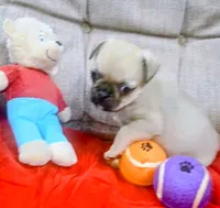 Tubby, a male Pug for sale in Willisville, AR – 2 of 3