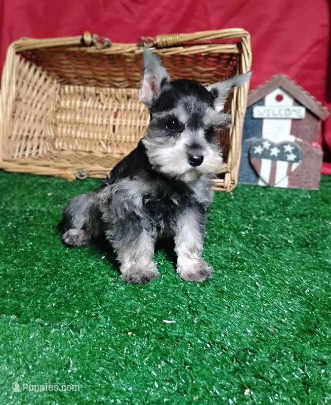 Akc Dallas – Miniature Schnauzer puppy for sale in Willisville, AR