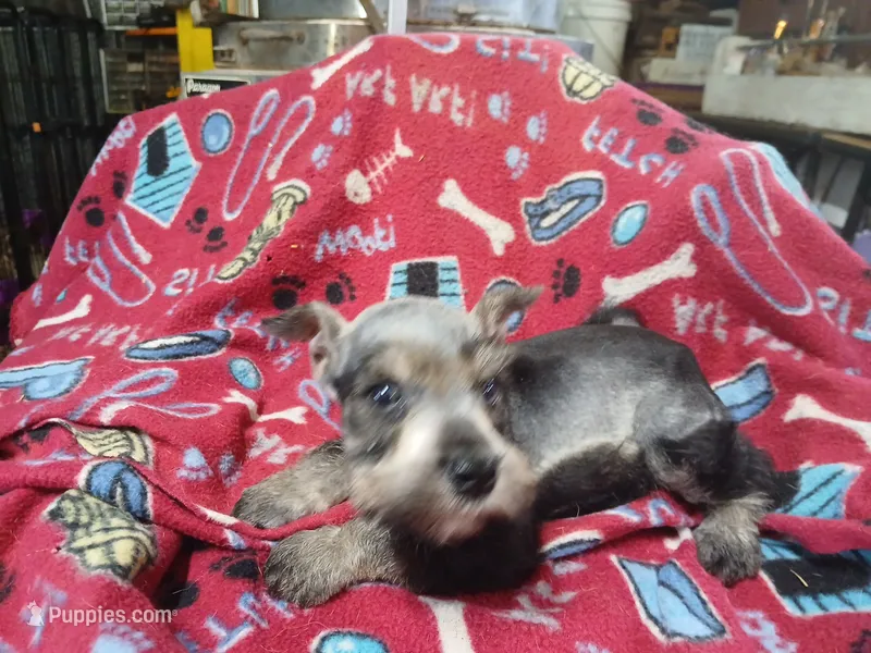 Dallas – Miniature Schnauzer puppy for sale in Willisville, AR