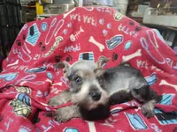 Dallas, a male Miniature Schnauzer for sale in Willisville, AR – 1 of 7