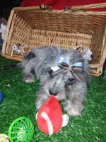 Bluey, a male Chihuahua and Yorkshire Terrier for sale in Willisville, AR – 7 of 7