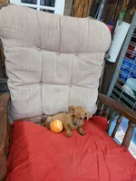 Buster Brown, a male Chihuahua for sale in Willisville, AR – 3 of 3