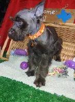 Akc Hazel , a female Miniature Schnauzer for sale in Willisville, AR – 4 of 4