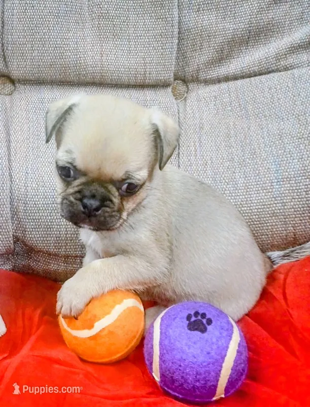 Tubby – Pug puppy for sale in Willisville, AR