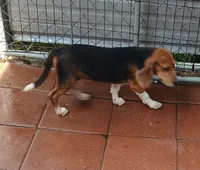 Sport, a male Beagle for sale in Willisville, AR – 1 of 8