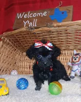 Shadow , a male Poodle - Toy  for sale in Willisville, AR – 2 of 3