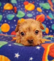Milo, a male Yorkshire Terrier for sale in Waldo, AR – 4 of 6