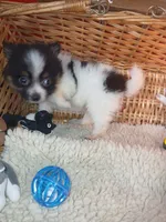 Fluffy, a female Pomeranian for sale in Camden, AR – 10 of 10