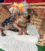 Little Bucky, a male Yorkshire Terrier for sale in Willisville, AR – 2 of 9