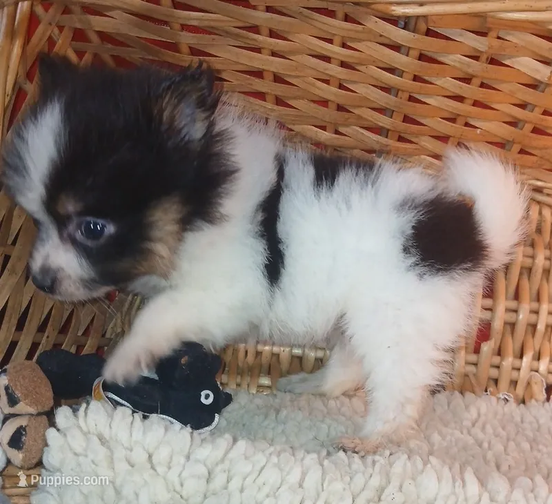 Ember – Pomeranian puppy for sale in Willisville, AR