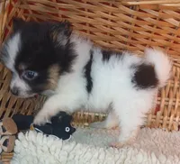 Ember, a male Pomeranian for sale in Willisville, AR – 1 of 7