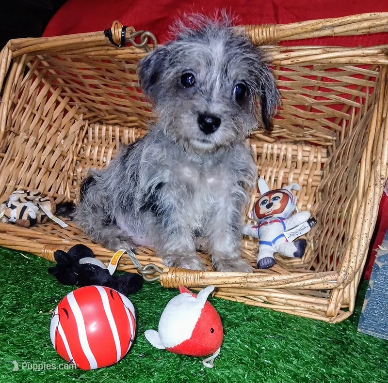 Bluey – Chihuahua, Yorkshire Terrier puppy for sale in Willisville, AR