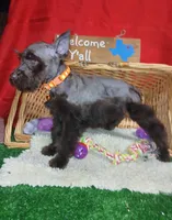 Akc Hazel , a female Miniature Schnauzer for sale in Willisville, AR – 1 of 4
