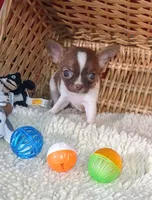 Slick, a male Chihuahua for sale in Willisville, AR – 3 of 3