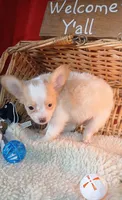 Fuzzy Wazzy, a male Chihuahua for sale in Willisville, AR – 3 of 4