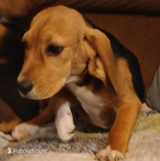 Martin – Beagle puppy for sale in Willisville, AR