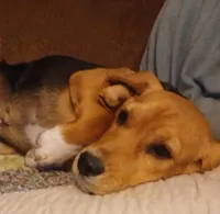 Martin, a male Beagle for sale in Willisville, AR – Photo 4 of 10