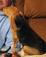 Martin, a male Beagle for sale in Willisville, AR – Photo 5 of 10