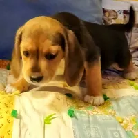 Martin, a male Beagle for sale in Willisville, AR – Photo 10 of 10