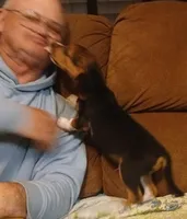 Martin, a male Beagle for sale in Willisville, AR – Photo 3 of 10