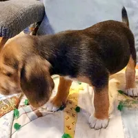 Martin, a male Beagle for sale in Willisville, AR – Photo 9 of 10