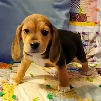 Martin, a male Beagle for sale in Willisville, AR – Photo 8 of 10