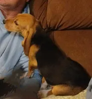 Martin, a male Beagle for sale in Willisville, AR – Photo 2 of 10