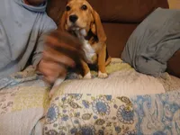 Martin, a male Beagle for sale in Willisville, AR – Photo 7 of 10