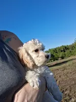 Rowdy, a male Poodle - Toy  for sale in Camden, AR – 4 of 7