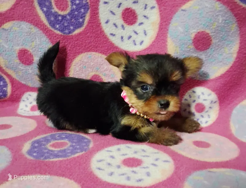 Monica – Maltese, Yorkshire Terrier puppy for sale in Camden, AR