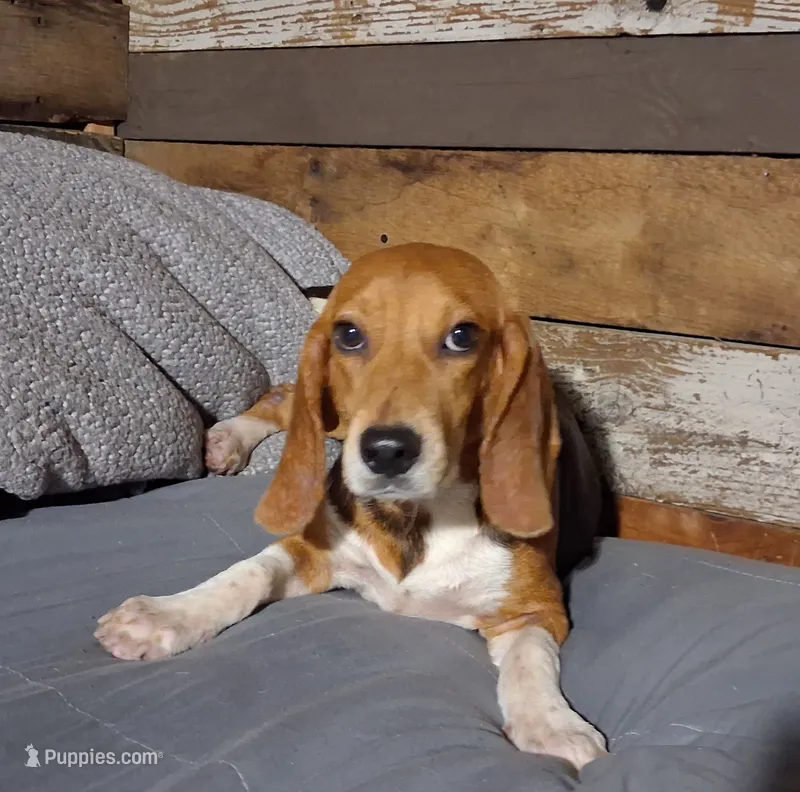 Pistol – Beagle puppy for sale in Camden, AR