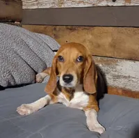 Pistol, a male Beagle for sale in Camden, AR – 1 of 10