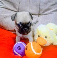 Chubby, a male Pug for sale in Willisville, AR – 3 of 4
