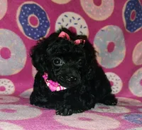Curly q, a female Poodle - Toy  for sale in Camden, AR – 7 of 7