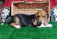 Pistol, a male Beagle for sale in Willisville, AR – 1 of 5