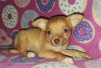 Cutie pie, a female Chihuahua for sale in Camden, AR – 5 of 5