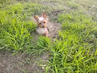 Sammy, a male Yorkshire Terrier for sale in Waldo, AR – 4 of 8