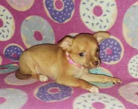 Cutie pie, a female Chihuahua for sale in Camden, AR – 2 of 5