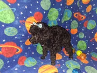 Doodle, a male Poodle - Toy  for sale in Camden, AR – 6 of 6