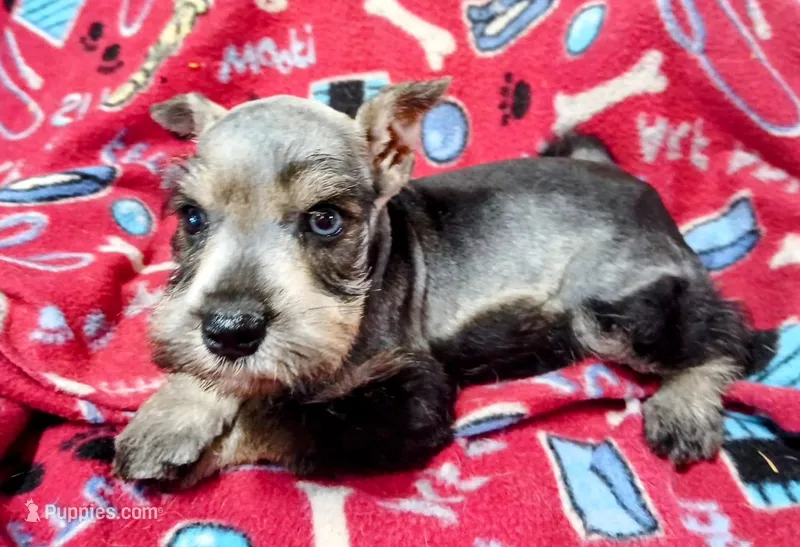 Akc abaline – Miniature Schnauzer puppy for sale in Willisville, AR