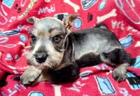 Akc abaline, a female Miniature Schnauzer for sale in Willisville, AR – 1 of 2