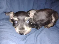 Akc Taylor, a female Miniature Schnauzer for sale in Willisville, AR – 4 of 6