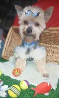 Jaksons Replice Rerun, a male Yorkshire Terrier for sale in Willisville, AR – 4 of 9