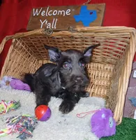 Akc Susie , a female Miniature Schnauzer for sale in Willisville, AR – 2 of 4