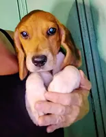 Pistol, a male Beagle for sale in Willisville, AR – 3 of 5