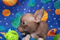 Cutie doodee, a male Chihuahua for sale in Camden, AR – 1 of 9