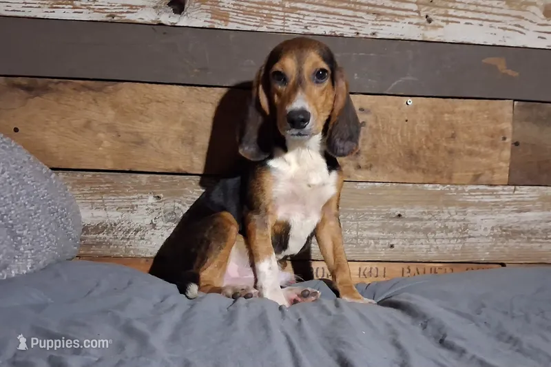 Sport – Beagle puppy for sale in Camden, AR